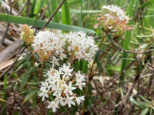 LABRADOR TEA WINTER CREEK (Rhododendron groenlandicum)