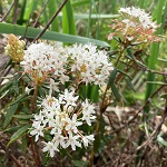 LABRADOR TEA WINTER CREEK (Rhododendron groenlandicum)