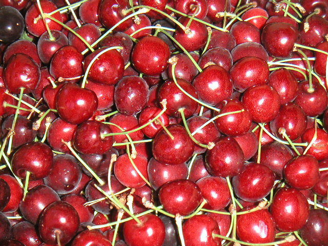 CARMINE JEWEL CHERRY (Prunus fruticosa x cerasus)