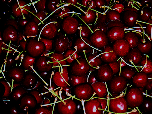 LAPINS CHERRY (Prunus avium)