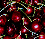 LAPINS CHERRY (Prunus avium)