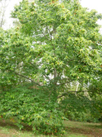 LAYEROKA CHESTNUT (Castanea mollissima x sativa)