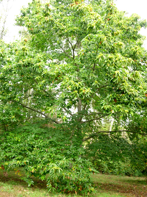 LAYEROKA CHESTNUT (Castanea mollissima x sativa)