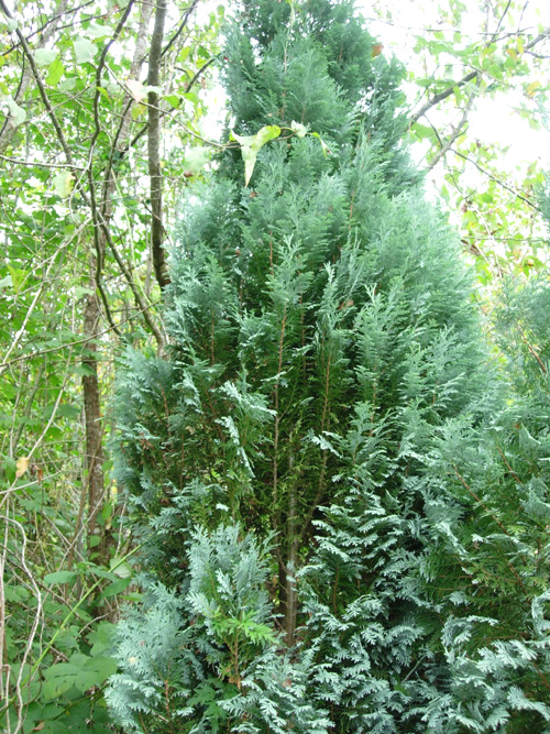 Leyland Cypress Native Conifer Trees Burnt Ridge Nursery