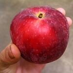 LIBERTY APPLE (Malus domestica)