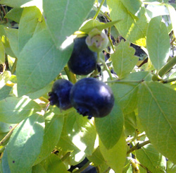 LIBERTY BLUEBERRY (Vaccinium corymbosum)