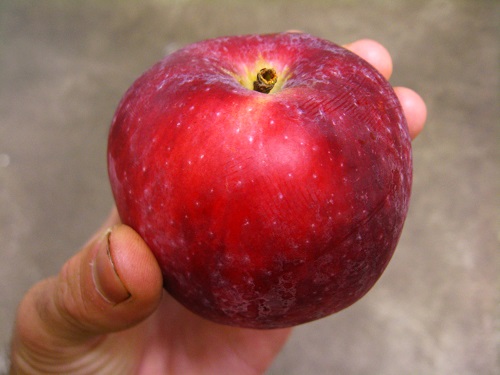 LIBERTY APPLE (Malus domestica)