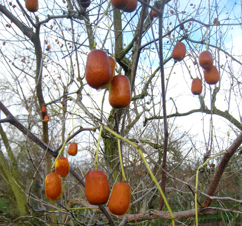 LI JUJUBE (Zizyphus jujuba)