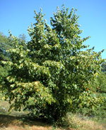 LITTLELEAF LINDEN (Tilia cordata)