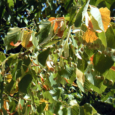 Linden Trees