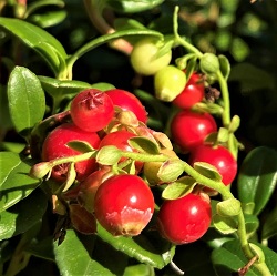 Lingonberry Plants