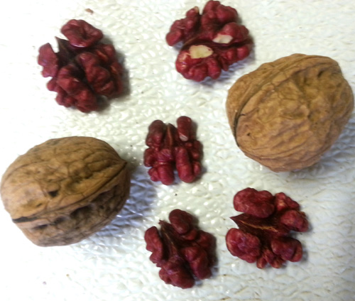 LIVERMORE ENGLISH WALNUT  (Juglans regia)