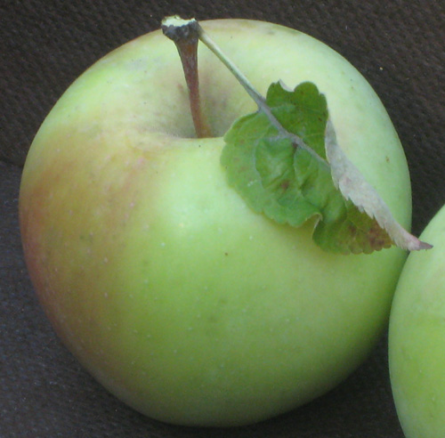 LODI APPLE (Malus domestica)