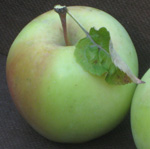 LODI APPLE (Malus domestica)