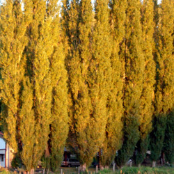 Poplar Trees