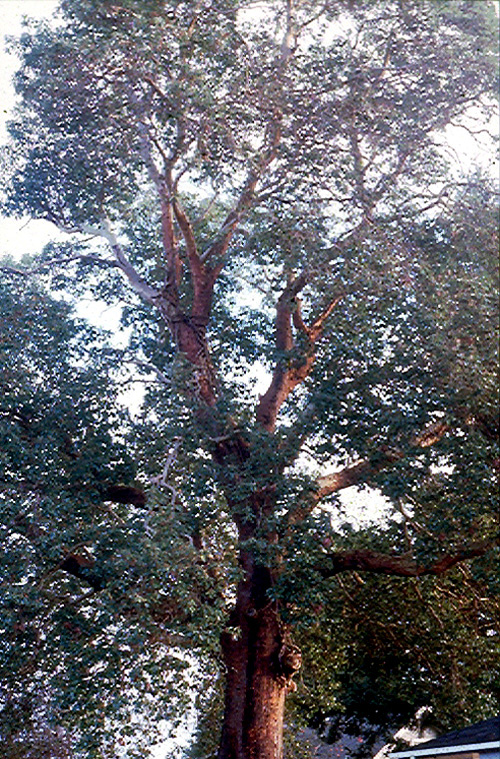 MADRONE (Arbutus menziesii)