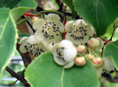 HARDY KIWI MALE (POLLINATOR) (Actinidia arguta)