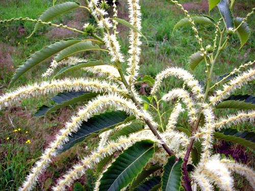 MARAVAL CHESTNUT (Castanea sativa x crenata)