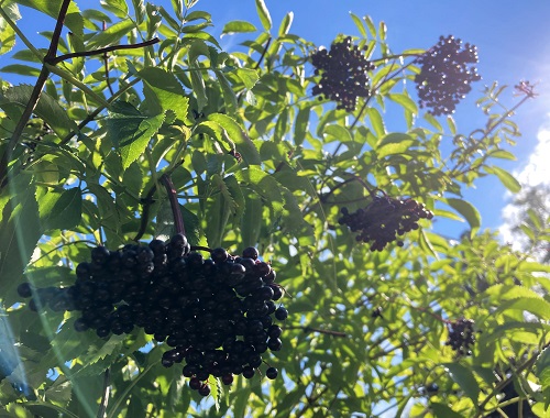 MARGE ELDERBERRY (Sambucus nigra x canadensis)