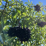 MARGE ELDERBERRY (Sambucus nigra x canadensis)