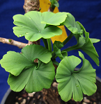 MARIEKEN MALE GINKGO (Ginkgo biloba)