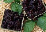 MARIONBERRY (Rubus spp.)