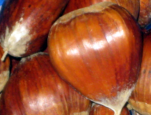 MARRISARD CHESTNUT (Castanea sativa x crenata)