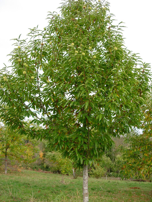 MARRON DU VAR CHESTNUT (Castanea sativa)