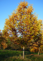 MARRON DI VAL DI SUSA CHESTNUT (Castanea sativa)