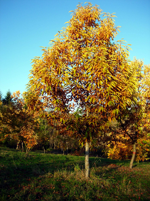 MARRON DI VAL DI SUSA CHESTNUT (Castanea sativa)