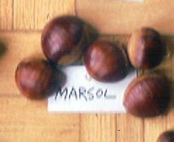 MARSOL CHESTNUT (Castanea crenata x sativa)