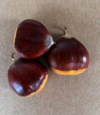 MARSOL CHESTNUT (Castanea crenata x sativa)