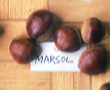 MARSOL CHESTNUT (Castanea crenata x sativa)