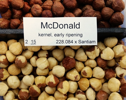 MCDONALD HAZELNUT (Corylus avellana)