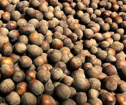 MCDONALD HAZELNUT SEED (Corylus avellana)