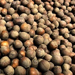 MCDONALD HAZELNUT SEED (Corylus avellana)