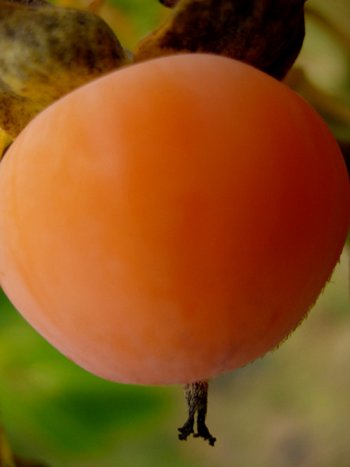 MEADER AMERICAN PERSIMMON (Diospyrus virginiana)