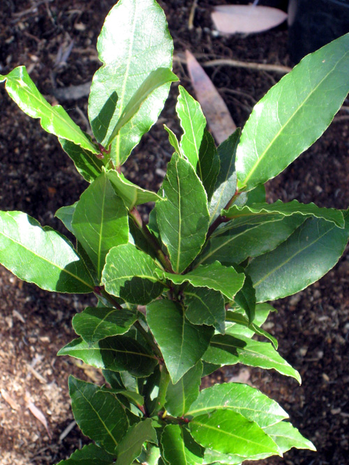 MEDITERRANEAN SWEET BAY LAUREL (Laurus nobilis)