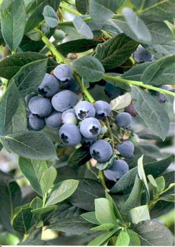 MISTY BLUEBERRY (Vaccinium corymbosum x)