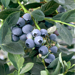 Fruiting Bushes