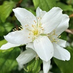 MOCK ORANGE (Philadelphus lewisii)