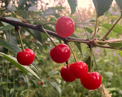 MONTMORENCY PIE CHERRY (Prunus cerasus)