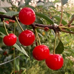 MONTMORENCY PIE CHERRY (Prunus cerasus)