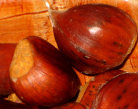 MARRON DI VAL DI SUSA CHESTNUT SEEDS (Castanea sativa)