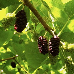 Mulberry Trees