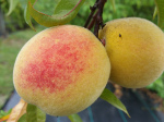 MUIR PEACH (Amygdalus persica)