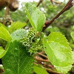 RUSSIAN MULBERRY SEEDLING (Morus alba tatarica)