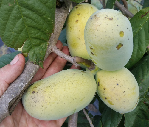 CAMPBELL'S NC-1 PAW PAW (Asimina triloba)