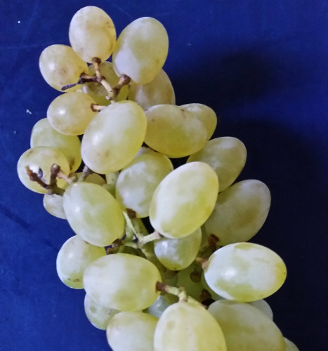 NEPTUNE SEEDLESS WHITE GRAPE (Vitis labrusca)