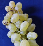 NEPTUNE SEEDLESS WHITE GRAPE (Vitis labrusca)